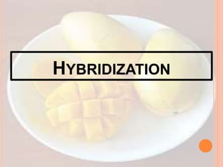 HYBRIDIZATION
 