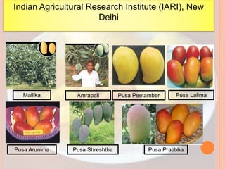 Pusa Lalima
Mallika Amrapali Pusa Peetamber
Pusa Arunima Pusa Shreshtha Pusa Pratibha
Indian Agricultural Research Institute (IARI), New
Delhi
 
