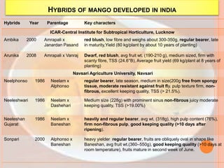 HYBRIDS OF MANGO DEVELOPED IN INDIA
Hybrids Year Parentage Key characters
ICAR-Central Institute for Subtropical Horticulture, Lucknow
Ambika 2000 Amrapali x
Janardan Pasand
red blush, low fibre and weighs about 300-350g, regular bearer, late
in maturity,Yield (80 kg/plant by about 10 years of planting)
Arunika 2008 Amrapali x Vanraj Dwarf, red blush, avg fruit wt. (190-210 g), medium sized, firm with
scanty fibre, TSS (24.6°B), Average fruit yield (69 kg/plant at 8 years of
planting)
Navsari Agriculture University, Navsari
Neelphonso 1986 Neelam x
Alphonso
regular bearer, late season, medium in size(200g free from spongy
tissue, moderate resistant against fruit fly. pulp texture firm, non-
fibrous, excellent keeping quality, TSS (> 21.5%).
Neeleshwari 1986 Neelam x
Dashehari
Medium size (228g) with prominent sinus non-fibrous juicy moderate
keeping quality, TSS (>19.00%)
Neeleshan
Gujarat
1986 Neelam x
Baneshan
heavily and regular bearer, avg wt. (318g), high pulp content (76%),
firm non-fibrous pulp, good keeping quality (>10 days after
ripening).
Sonpari 2000 Alphonso x
Baneshan
heavy yielder regular bearer, fruits are obliquely oval in shape like
Baneshan, avg fruit wt.(360–550g), good keeping quality (>10 days at
room temperature), fruits mature in second week of June.
 