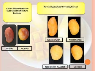 ICAR-Central Institute for
Subtropical Horticulture,
Lucknow
Navsari Agriculture University, Navsari
Ambika Arunika
Neeleshwari
Neeleshan Gujarat Sonpari
Neelphonso
 
