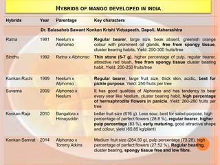 HYBRIDS OF MANGO DEVELOPED IN INDIA
Hybrids Year Parentage Key characters
Dr. Balasaheb Sawant Konkan Krishi Vidyapeeth, Dapoli, Maharashtra
Ratna 1981 Neelum x
Alphonso
Regular bearer, large size, beak absent, greenish orange
colour with prominent oil glands, free from spongy tissue,
cluster bearing habits, Yield: 250-300 fruits/tree
Sindhu 1992 Ratna x Alphonso Thin stone (6-7 g), higher percentage of pulp, regular bearer,
attractive red blush, free from spongy tissue cluster bearing
habit, Yield: 200-250 fruits/tree
Konkan Ruchi 1999 Neelum x
Alphonso
Regular bearer, large fruit size, thick skin, acidic, best for
pickle purpose, Yield: 250 fruits per tree
Suvarna 2009 Alphonso x
Neelum
It has good qualities of Alphonso and has tendency to bear
every year like Neelum, cluster bearing habit, high percentage
of hermaphrodite flowers in panicle, Yield: 260-280 fruits per
tree
Konkan Raja 2010 Bangalora x
Himayuddin
better fruit size (616 g). Less sour, best for salad purpose, high
percentage of perfect flowers (28.8 %), regular bearer, higher
pulp percentage (83 %), early maturing, good attractive shape
and colour, yield (65.85 kg/plant)
Konkan Samrat 2014 Alphonso x
Tommy Atkins
Medium fruit size (284.50 g), pulp percentage (73.28), high
percentage of perfect flowers (27.52 %). Regular bearing,
cluster bearing, spongy tissue free and low fibre.
 