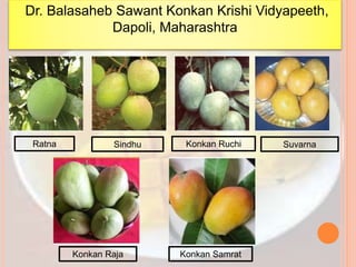 Ratna Sindhu Konkan Ruchi
Konkan Raja Konkan Samrat
Dr. Balasaheb Sawant Konkan Krishi Vidyapeeth,
Dapoli, Maharashtra
Suvarna
 