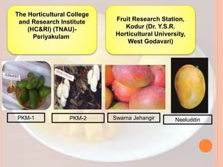 The Horticultural College
and Research Institute
(HC&RI) (TNAU)-
Periyakulam
Fruit Research Station,
Kodur (Dr. Y.S.R.
Horticultural University,
West Godavari)
PKM-1 PKM-2 Swarna Jehangir Neeluddin
 