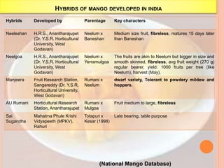 HYBRIDS OF MANGO DEVELOPED IN INDIA
Hybrids Developed by Parentage Key characters
Neeleshan H.R.S., Anantharajupet
(Dr. Y.S.R. Horticultural
University, West
Godavari)
Neelum x
Baneshan
Medium size fruit, fibreless, matures 15 days later
than Baneshan
Neelgoa H.R.S., Anantharajupet
(Dr. Y.S.R. Horticultural
University, West
Godavari)
Neelum x
Yerramulgoa
The fruits are akin to Neelum but bigger in size and
smooth skinned, fibreless, avg fruit weight (270 g)
regular bearer, yield: 1000 fruits per tree (like
Neelum), harvest (May).
Manjeera Fruit Research Station,
Sangareddy (Dr. Y.S.R.
Horticultural University,
West Godavari)
Rumani x
Neelum
dwarf variety, Tolerant to powdery mildew and
hoppers.
AU Rumani Horticultural Research
Station, Anantharajupet
Rumani x
Mulgoa
Fruit medium to large, fibreless
Sai
Sugandha
Mahatma Phule Krishi
Vidyapeeth (MPKV),
Rahuri
Totapuri x
Kesar (1998)
Late bearing, table purpose
(National Mango Database)
 