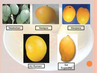 Neeleshan Neelgoa Manjeera
AU Rumani Sai
Sugandha
 