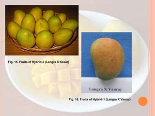 Fig. 15. Fruits of Hybrid-2 (Langra X Kesar)
Fig. 16. Fruits of Hybrid-1 (Langra X Vanraj)
 