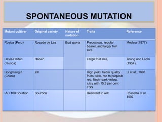 SPONTANEOUS MUTATION
Mutant cultivar Original variety Nature of
mutation
Traits Reference
Rosica (Peru) Rosado de Lea Bud sports Precocious, regular
bearer, and larger fruit
size
Medina (1977)
Davis-Haden
(Florida)
Haden Large fruit size, Young and Ledin
(1954)
Hongmang 6
(China)
Zill High yield, better quality
fruits, skin- red to purplish
red, flesh- dark yellow,
juicy with 15.8 per cent
TSS
Li et al., 1996
IAC 100 Bourbon Bourbon Resistant to wilt Rossetto et al.,
1997
 