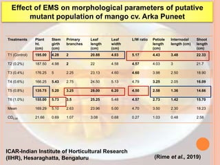 (Rime et al., 2019)
ICAR-Indian Institute of Horticultural Research
(IIHR), Hesaraghatta, Bengaluru
Effect of EMS on morphological parameters of putative
mutant population of mango cv. Arka Puneet
Treatments Plant
ht.
(cm)
Stem
girth
(cm)
Primary
branches
Leaf
length
(cm)
Leaf
width
(cm)
L/W ratio Petiole
length
(cm)
Internodal
length (cm)
Shoot
length
(cm)
T1 (Control) 195.00 4.28 2 20.88 4.03 5.17 4.43 3.48 22.33
T2 (0.2%) 187.50 4.98 2 22 4.58 4.57 4.03 3 21.7
T3 (0.4%) 176.25 5 2.25 23.13 4.60 4.60 3.98 2.50 18.90
T4 (0.6%) 166.25 5.43 2.75 24.50 5.13 4.79 3.25 2.05 16.09
T5 (0.8%) 135.75 5.20 3.25 28.00 6.20 4.50 2.58 1.36 14.66
T6 (1.0%) 155.00 5.73 3.5 25.25 5.48 4.57 2.73 1.42 15.70
Mean 169.29 5.10 2.63 23.96 5.00 4.70 3.50 2.30 18.23
CD0.05 21.66 0.69 1.07 3.08 0.68 0.27 1.03 0.48 2.58
 