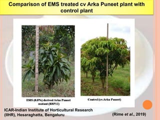 ICAR-Indian Institute of Horticultural Research
(IIHR), Hesaraghatta, Bengaluru (Rime et al., 2019)
Comparison of EMS treated cv Arka Puneet plant with
control plant
 