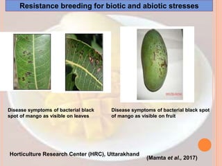 Horticulture Research Center (HRC), Uttarakhand
Disease symptoms of bacterial black
spot of mango as visible on leaves
Disease symptoms of bacterial black spot
of mango as visible on fruit
(Mamta et al., 2017)
Resistance breeding for biotic and abiotic stresses
 