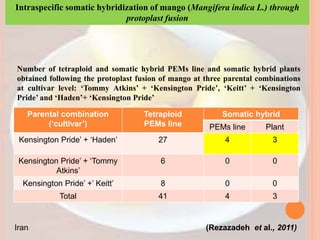 Parental combination
(‘cultivar’)
Tetraploid
PEMs line
Somatic hybrid
PEMs line Plant
Kensington Pride’ + ‘Haden’ 27 4 3
Kensington Pride’ + ‘Tommy
Atkins’
6 0 0
Kensington Pride’ +’ Keitt’ 8 0 0
Total 41 4 3
Number of tetraploid and somatic hybrid PEMs line and somatic hybrid plants
obtained following the protoplast fusion of mango at three parental combinations
at cultivar level: ‘Tommy Atkins’ + ‘Kensington Pride’, ‘Keitt’ + ‘Kensington
Pride’ and ‘Haden’+ ‘Kensington Pride’
(Rezazadeh et al., 2011)
Iran
Intraspecific somatic hybridization of mango (Mangifera indica L.) through
protoplast fusion
 