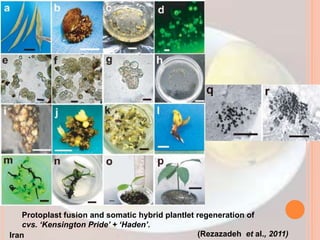 (Rezazadeh et al., 2011)
Iran
Protoplast fusion and somatic hybrid plantlet regeneration of
cvs. ‘Kensington Pride’ + ‘Haden’.
 