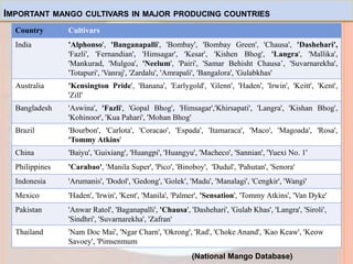 IMPORTANT MANGO CULTIVARS IN MAJOR PRODUCING COUNTRIES
Country Cultivars
India 'Alphonso', 'Banganapalli', 'Bombay', 'Bombay Green', 'Chausa', 'Dashehari',
'Fazli', 'Fernandian', 'Himsagar', 'Kesar', 'Kishen Bhog', 'Langra', 'Mallika',
'Mankurad, 'Mulgoa', 'Neelum', 'Pairi', 'Samar Behisht Chausa’, 'Suvarnarekha',
'Totapuri', 'Vanraj', 'Zardalu', 'Amrapali', 'Bangalora', 'Gulabkhas'
Australia 'Kensington Pride', 'Banana', 'Earlygold', 'Glenn', 'Haden', 'Irwin', 'Keitt', 'Kent',
'Zill'
Bangladesh 'Aswina', 'Fazli', 'Gopal Bhog', 'Himsagar','Khirsapati', 'Langra', 'Kishan Bhog',
'Kohinoor', 'Kua Pahari', 'Mohan Bhog'
Brazil 'Bourbon', 'Carlota', 'Coracao', 'Espada', 'Itamaraca', 'Maco', 'Magoada', 'Rosa',
'Tommy Atkins'
China 'Baiyu', 'Guixiang', 'Huangpi', 'Huangyu', 'Macheco', 'Sannian', 'Yuexi No. 1'
Philippines 'Carabao', 'Manila Super', 'Pico', 'Binoboy', 'Dudul', 'Pahutan', 'Senora'
Indonesia 'Arumanis', 'Dodol', 'Gedong', 'Golek', 'Madu', 'Manalagi', 'Cengkir', 'Wangi'
Mexico 'Haden', 'Irwin', 'Kent', 'Manila', 'Palmer', 'Sensation', 'Tommy Atkins', 'Van Dyke'
Pakistan 'Anwar Ratol', 'Baganapalli', 'Chausa', 'Dashehari', 'Gulab Khas', 'Langra', 'Siroli',
'Sindhri', 'Suvarnarekha', 'Zafran'
Thailand 'Nam Doc Mai', 'Ngar Charn', 'Okrong', 'Rad', 'Choke Anand', 'Kao Keaw', 'Keow
Savoey', 'Pimsenmum
(National Mango Database)
 