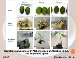 Somatic embryogenesis in Alphonso (a, b, c), Carabao (d, e, f,)
and Turpentine (g,h,i).
(Shukla et al., 2016)
Oman
 