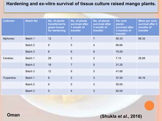 Hardening and ex-vitro survival of tissue culture raised mango plants.
(Shukla et al., 2016)
Cultivars Batch No. No. of plants
transferred to
green house
for hardening
No. of plants
survived after
1 month of
transfer
No. of plants
survived after
3 month of
transfer
Per cent
plants
survived after
3 months of
transfer
Mean per cent
survival after 3
months of
transfer
Alphonso Batch 1 12 7 7 58.33 66.33
Batch 2 6 5 4 66.66
Batch 3 8 6 6 75.00
Carabao Batch 1 28 2 2 7.14 26.68
Batch 2 16 7 5 31.25
Batch 3 12 6 5 41.66
Turpentine Batch 1 8 5 3 37.50 49.16
Batch 2 6 5 3 50.00
Batch 3 5 4 3 60.00
Oman
 