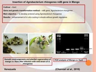 Insertion of Agrobacterium rhizogenes rolB gene in Mango
Cultivar – Kent
Gene and genetic transformation method – rolB gene, Agrobacterium rhizogenes
Main objective – to develop protocol using Agrobacterium rhizogenes
Results - enhancement of in vitro rooting in shoots without growth regulators
(Chavvari et al., 2010)
Somatic embryogenesis and plantlet regeneration of
mango cv. Kent after infection with wild strain of A.
rhizogenes
PCR analysis of Mango cv. Kent
Venezuela
 