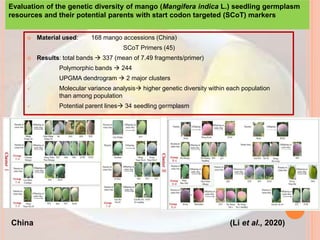  Material used: 168 mango accessions (China)
SCoT Primers (45)
 Results: total bands  337 (mean of 7.49 fragments/primer)
 Polymorphic bands  244
 UPGMA dendrogram  2 major clusters
 Molecular variance analysis higher genetic diversity within each population
than among population
 Potential parent lines 34 seedling germplasm
Evaluation of the genetic diversity of mango (Mangifera indica L.) seedling germplasm
resources and their potential parents with start codon targeted (SCoT) markers
(Li et al., 2020)
China
 