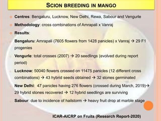 SCION BREEDING IN MANGO
 Centres: Bengaluru, Lucknow, New Delhi, Rewa, Sabour and Vengurle
 Methodology: cross combinations of Amrapali x Vanraj
 Results:
o Bengaluru: Amrapali (7605 flowers from 1428 panicles) x Vanraj  29 F1
progenies
o Vengurle: total crosses (2007)  20 seedlings (evolved during report
period)
o Lucknow: 50040 flowers crossed on 11475 panicles (12 different cross
combinations)  43 hybrid seeds obtained  32 stones germinated
o New Delhi: 47 panicles having 276 flowers (crossed during March, 2019)
29 hybrid stones recovered  12 hybrid seedlings are surviving
o Sabour: due to incidence of hailstorm  heavy fruit drop at marble stage
ICAR-AICRP on Fruits (Research Report-2020)
 