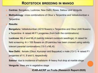 ROOTSTOCK BREEDING IN MANGO
 Centres: Bengaluru, Lucknow, New Delhi, Rewa, Sabour and Vengurle
 Methodology: cross combinations of Olour x Terpentine and Vellaikolumban x
Terpentine
 Results:
• Bengaluru: Vellaikolumban (4210 flowers) x Terpentine and Olour (440 flowers)
x Terpentine  raised 46 F1 progenies (from both the combinations)
• Lucknow: ML-2 and ML-6 (salinity tolerant rootstock seedlings)  raised for
field screening  > 100 flowers on 25 panicles has been crossed using salinity
tolerant parental combinations (13-1 x ML-6)
• New Delhi: female (Olour, Kurrukan and Bappakai) x male (13-1)  raised F1
progenies of 11, 9 and 5, respectively
• Sabour: due to incidence of hailstorm  heavy fruit drop at marble stage
• Vengurle: trees are in vegetative stage
ICAR-AICRP on Fruits (Research Report-2020)
 