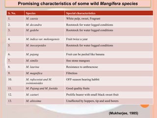 S. No. Species Special characteristics
1. M. caesia White pulp, sweet, Fragrant
2. M. decandra Rootstock for water logged conditions
3. M. gedebe Rootstock for water logged conditions
4. M. indica var. mekongensis Fruit twice a year
5. M. inocarpoides Rootstock for water logged conditions
6. M. pajang Fruit can be peeled like banana
7. M. similis free stone mangoes
8. M. laurina Resistance to anthracnose
9. M. magnifica Fibreless
10. M. rufocostat and M.
swintonioides
OFF-season bearing habbit
11. M. Pajang and M. foetida Good quality fruits
12. M. casturi Prolific bearer with small black sweet fruit
13. M. altissima Unaffected by hoppers, tip and seed borers
Promising characteristics of some wild Mangifera species
(Mukherjee, 1985)
 
