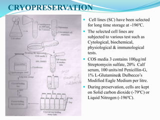 CRYOPRESERVATION
 Cell lines (SC) have been selected
for long time storage at -196ºC.
 The selected cell lines are
subjected to various test such as
Cytological, biochemical,
physiological & immunological
tests.
 COS media 3 contains 100µg/ml
Streptomycin sulfate, 20% Calf
serum, 100 units/ml Penicillin-G,
1% L-Glutamine& Dulbecco’s
Modified Eagle Medium per litre.
 During preservation, cells are kept
on Solid carbon dioxide (-79ºC) or
Liquid Nitrogen (-196ºC).
 
