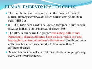 HUMAN EMBRYONIC STEM CELLS
 The undifferentiated cells present in the inner cell mass of
human blastocyst embryo are called human embryonic stem
cells (HESCs).
 (HESCs) have been used in cell-based therapies to cure several
diseases in man. Stem cell research since 1998.
 The HESCs can be used to prepare translating cells to cure
Parkinson’s disease, diabetes, heart disease, vision loss and
hearing loss, autism, Alzheimer's diseases,etc. Cord blood stem
cells have been used successfully to treat more than 70
different diseases.
 Researches on stem cells to treat these diseases are progressing
every year towards success.
 