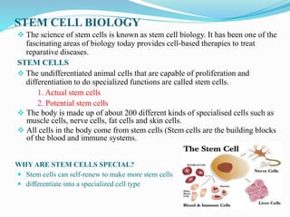 STEM CELL BIOLOGY
 The science of stem cells is known as stem cell biology. It has been one of the
fascinating areas of biology today provides cell-based therapies to treat
reparative diseases.
STEM CELLS
 The undifferentiated animal cells that are capable of proliferation and
differentiation to do specialized functions are called stem cells.
1. Actual stem cells
2. Potential stem cells
 The body is made up of about 200 different kinds of specialised cells such as
muscle cells, nerve cells, fat cells and skin cells.
 All cells in the body come from stem cells (Stem cells are the building blocks
of the blood and immune systems.
 Stem cells can self-renew to make more stem cells
 differentiate into a specialized cell type
WHY ARE STEM CELLS SPECIAL?
 