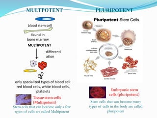 MULTPOTENT PLURIPOTENT
blood stem cell
found in
bone marrow
MULTIPOTENT
only specialized types of blood cell:
red blood cells, white blood cells,
platelets
differenti
ation
Stem cells that can become many
types of cells in the body are called
pluripotent
Stem cells that can become only a few
types of cells are called Multipotent
Tissue stem cells
(Multipotent)
Embryonic stem
cells (pluripotent)
 