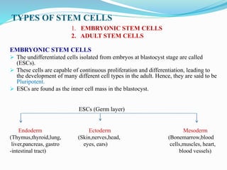 TYPES OF STEM CELLS
1. EMBRYONIC STEM CELLS
2. ADULT STEM CELLS
EMBRYONIC STEM CELLS
 The undifferentiated cells isolated from embryos at blastocyst stage are called
(ESCs).
 These cells are capable of continuous proliferation and differentiation, leading to
the development of many different cell types in the adult. Hence, they are said to be
Pluripotent.
 ESCs are found as the inner cell mass in the blastocyst.
ESCs (Germ layer)
Endoderm Ectoderm Mesoderm
(Thymus,thyroid,lung, (Skin,nerves,head, (Bonemarrow,blood
liver,pancreas, gastro eyes, ears) cells,muscles, heart,
-intestinal tract) blood vessels)
 