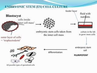 EMBRYONIC STEM (ES) CELL CULTURE
feeder layer
Blastocyst
embryonic stem cells taken from
the inner cell mass
outer layer of cells
= ‘trophectoderm’
cells inside
= ‘inner cell mass’
culture in the lab
to grow more cells
fluid with
nutrients
embryonic stem
cell
PLURIPOTENT
differentiation
All possible types of specialized cells
 