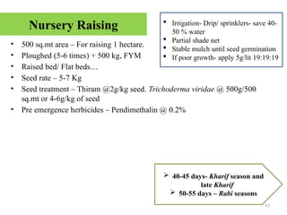 11
Nursery Raising
• 500 sq.mt area – For raising 1 hectare.
• Ploughed (5-6 times) + 500 kg, FYM
• Raised bed/ Flat beds…
• Seed rate – 5-7 Kg
• Seed treatment – Thiram @2g/kg seed. Trichoderma viridae @ 500g/500
sq.mt or 4-6g/kg of seed
• Pre emergence herbicides – Pendimethalin @ 0.2%
 40-45 days- Kharif season and
late Kharif
 50-55 days – Rabi seasons
 Irrigation- Drip/ sprinklers- save 40-
50 % water
 Partial shade net
 Stable mulch until seed germination
 If poor growth- apply 5g/lit 19:19:19
 