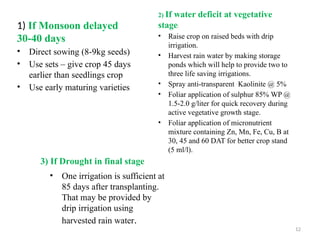 12
2) If water deficit at vegetative
stage:
• Raise crop on raised beds with drip
irrigation.
• Harvest rain water by making storage
ponds which will help to provide two to
three life saving irrigations.
• Spray anti-transparent Kaolinite @ 5%
• Foliar application of sulphur 85% WP @
1.5-2.0 g/liter for quick recovery during
active vegetative growth stage.
• Foliar application of micronutrient
mixture containing Zn, Mn, Fe, Cu, B at
30, 45 and 60 DAT for better crop stand
(5 ml/l).
3) If Drought in final stage
• One irrigation is sufficient at
85 days after transplanting.
That may be provided by
drip irrigation using
harvested rain water.
1) If Monsoon delayed
30-40 days
• Direct sowing (8-9kg seeds)
• Use sets – give crop 45 days
earlier than seedlings crop
• Use early maturing varieties
 