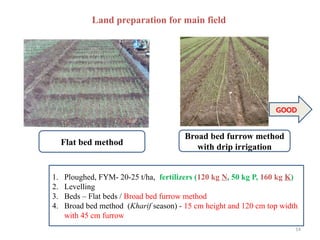 14
Land preparation for main field
Flat bed method
Broad bed furrow method
with drip irrigation
1. Ploughed, FYM- 20-25 t/ha, fertilizers (120 kg N, 50 kg P, 160 kg K)
2. Levelling
3. Beds – Flat beds / Broad bed furrow method
4. Broad bed method (Kharif season) - 15 cm height and 120 cm top width
with 45 cm furrow
GOOD
 