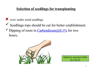 17
Selection of seedlings for transplanting
over/ under sized seedlings
 Seedlings tops should be cut for better establishment.
Dipping of roots in Carbendizam@0.1% for two
hours.
Optimum spacing in field:
15 x 10 cm
 