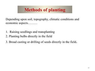 18
Methods of planting
Depending upon soil, topography, climatic conditions and
economic aspects………
1. Raising seedlings and transplanting
2. Planting bulbs directly in the field
3. Broad casting or drilling of seeds directly in the field.
 