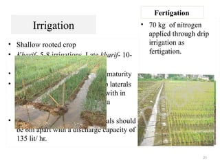 21
Irrigation
• Shallow rooted crop
• Kharif- 5-8 irrigations, Late kharif- 10-
12, Rabi-12-15.
• Stopped when the crop attains maturity
• Drip irrigation – BBF, two drip laterals
at a spacing of 60cm distance with in
built emitters. (30-50cm) with a
discharge flow rate - 4lit/hr
• Sprinkler irrigation – two laterals should
be 6m apart with a discharge capacity of
135 lit/ hr.
• 70 kg of nitrogen
applied through drip
irrigation as
fertigation.
Fertigation
 