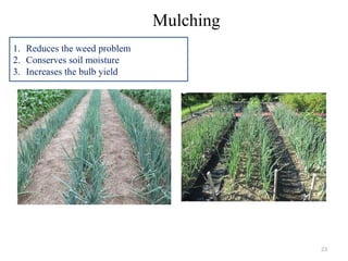23
Mulching
1. Reduces the weed problem
2. Conserves soil moisture
3. Increases the bulb yield
 