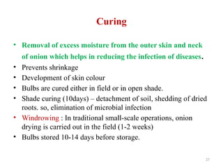 27
Curing
• Removal of excess moisture from the outer skin and neck
of onion which helps in reducing the infection of diseases.
• Prevents shrinkage
• Development of skin colour
• Bulbs are cured either in field or in open shade.
• Shade curing (10days) – detachment of soil, shedding of dried
roots. so, elimination of microbial infection
• Windrowing : In traditional small-scale operations, onion
drying is carried out in the field (1-2 weeks)
• Bulbs stored 10-14 days before storage.
 