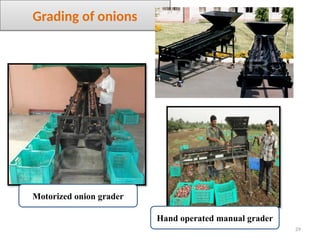 29
Grading of onions
Motorized onion grader
Hand operated manual grader
 