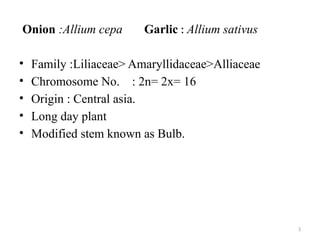 3
Onion :Allium cepa Garlic : Allium sativus
• Family :Liliaceae> Amaryllidaceae>Alliaceae
• Chromosome No. : 2n= 2x= 16
• Origin : Central asia.
• Long day plant
• Modified stem known as Bulb.
 