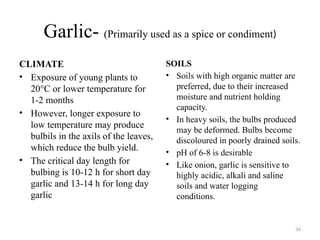 34
Garlic- (Primarily used as a spice or condiment)
CLIMATE
• Exposure of young plants to
20°C or lower temperature for
1-2 months
• However, longer exposure to
low temperature may produce
bulbils in the axils of the leaves,
which reduce the bulb yield.
• The critical day length for
bulbing is 10-12 h for short day
garlic and 13-14 h for long day
garlic
SOILS
• Soils with high organic matter are
preferred, due to their increased
moisture and nutrient holding
capacity.
• In heavy soils, the bulbs produced
may be deformed. Bulbs become
discoloured in poorly drained soils.
• pH of 6-8 is desirable
• Like onion, garlic is sensitive to
highly acidic, alkali and saline
soils and water logging
conditions.
 