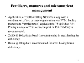 37
Fertilizers, manures and micronutrient
management
• Application of 75:40:40:40 kg NPKS/ha along with a
combination of two or three organic manures (FYM, Poultry
manure and Vermicompost) equivalent to 75 kg N/ha (7.5 t
Poultry manure or 7.5 t vermicompost or 15 t FYM/ha) is
recommended.
• ZnSO @ 10 kg/ha as basal is recommended in areas having Zn
deficiency.
• Borax @ 10 kg/ha is recommended for areas having boron
deficiency.
 
