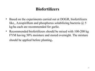 39
Biofertilizers
• Based on the experiments carried out at DOGR, biofertilizers
like,, Azospirillum and phosphorus solubilizing bacteria @ 5
kg/ha each are recommended for garlic.
• Recommended biofertilizers should be mixed with 100-200 kg
FYM having 50% moisture and stored overnight. The mixture
should be applied before planting.
 