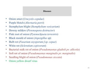 40
Diseases
• Onion smut (Urocystis cepulae)
• Purple blotch (Alternaria porri)
• Stemphylum blight (Stemphylium vesicarium)
• Downy mildew (Perenospora destructor)
• Pink root of onion (Pyrenochjaeta terrestris)
• Black mould of onion (Aspergillus sp)
• Bulb rot (Fusarium oxysporum f.sp. cepae)
• White rot (Sclerotium cepivorum)
• Bacterial stalk rot of onion (Pseudomaonas gladioli pv. allicola)
• Soft rot of onion (Pseudomaonas marginalis pv. marginalis)
• Seedling blight of onion (Pseudomonas siccata)
• Onion yellow dwarf virus
 