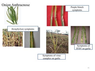 41
Onion Anthracnose
Stemphylium symptoms
Purple blotch
symptoms
Symptoms of virus
complex on garlic
Symptoms of
IYSV on garlic
 