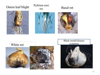 43
Pythium root
rot
Onion leaf blight Basal rot
White rot
Black mould disease
symptom
 