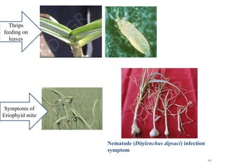46
Thrips
feeding on
leaves
Symptoms of
Eriophyid mite
Nematode (Ditylenchus dipsaci) infection
symptom
 