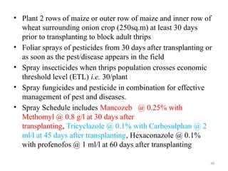 48
• Plant 2 rows of maize or outer row of maize and inner row of
wheat surrounding onion crop (250sq.m) at least 30 days
prior to transplanting to block adult thrips
• Foliar sprays of pesticides from 30 days after transplanting or
as soon as the pest/disease appears in the field
• Spray insecticides when thrips population crosses economic
threshold level (ETL) i.e. 30/plant
• Spray fungicides and pesticide in combination for effective
management of pest and diseases.
• Spray Schedule includes Mancozeb @ 0.25% with
Methomyl @ 0.8 g/l at 30 days after
transplanting, Tricyclazole @ 0.1% with Carbosulphan @ 2
ml/l at 45 days after transplanting, Hexaconazole @ 0.1%
with profenofos @ 1 ml/l at 60 days after transplanting
 