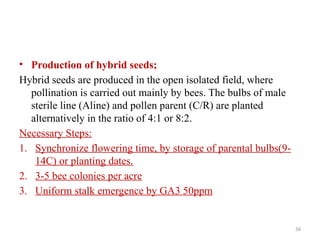 58
• Production of hybrid seeds;
Hybrid seeds are produced in the open isolated field, where
pollination is carried out mainly by bees. The bulbs of male
sterile line (Aline) and pollen parent (C/R) are planted
alternatively in the ratio of 4:1 or 8:2.
Necessary Steps:
1. Synchronize flowering time, by storage of parental bulbs(9-
14C) or planting dates.
2. 3-5 bee colonies per acre
3. Uniform stalk emergence by GA3 50ppm
 