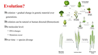 Slide Gradual Evolution Advances In Phylogenetics Harnessing Evolutionary Insights For Crop ...